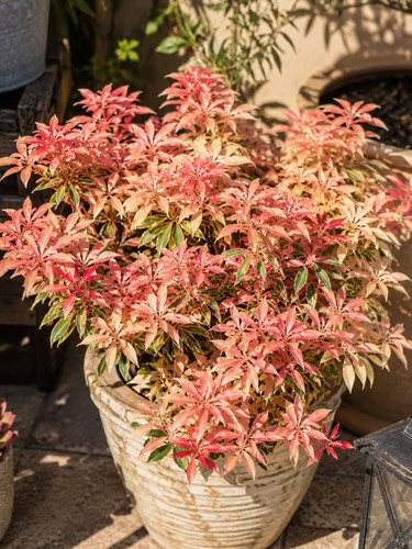 Sale2164 pieris japonica - sale2164,