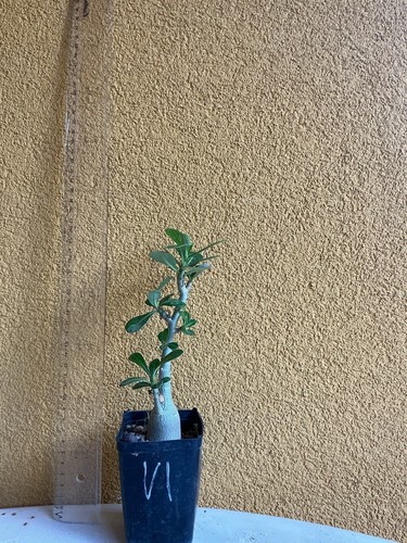 Adenium obesum caudex
