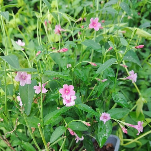 Gelsomino stephanense - gelsomino,