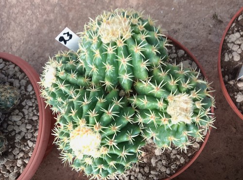 Echinocactus - ,