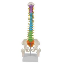 45 cm colore con anatomia