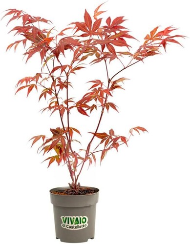 Acero rosso giapponese acer - giapponese, "acer