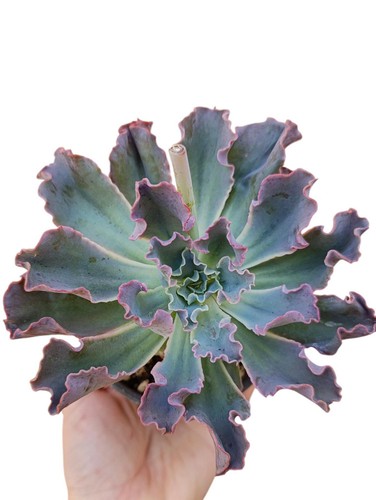 Echeveria gibbiflora blue - echeveria,