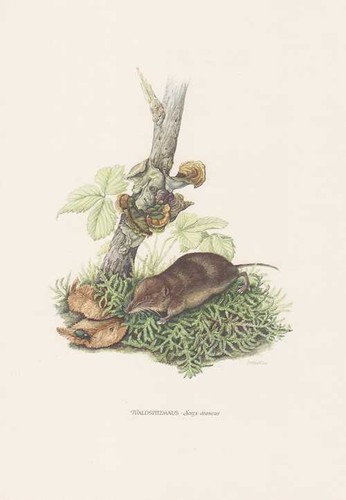 Waldspitzmaus sorex araneus - sorex,