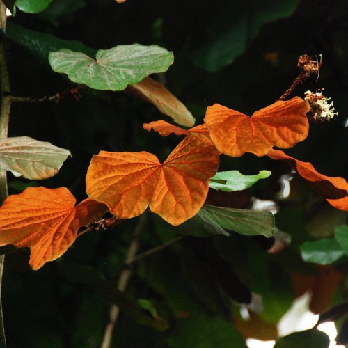 Foglia oro bauhinia phanera - d'oro, (phanera