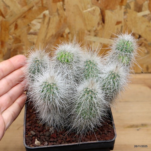 Echinocereus rayonesii vaso - echinocereus,