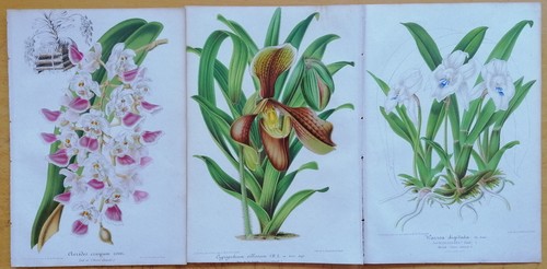 Stampe orchidee aerides - stampe,