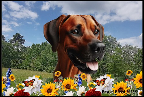 Rhodesian ridgeback summer - ridgeback,