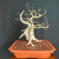 PRE BONSAI ESEMPLARE DI