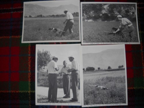 Cani caccia campo - cani,