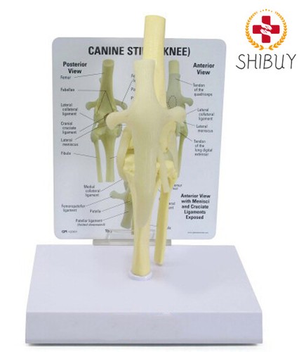 Scheletro cane cane modello