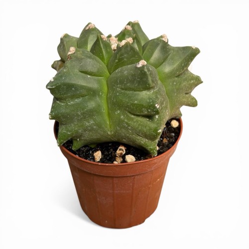Astrophytum myriostigma kikko - astrophytum,