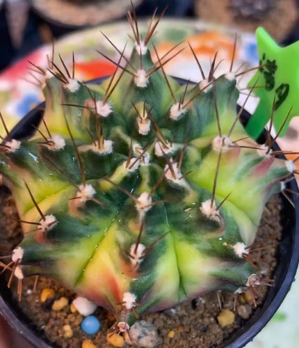 Gymnocalycium mihanovichi