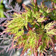 1 PIANTA DI ACERO DISSECTUM