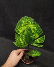 Rara Licuala mapu – Palma a