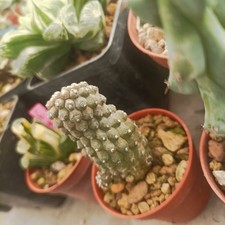 Copiapos Hypogea 🌵🌵