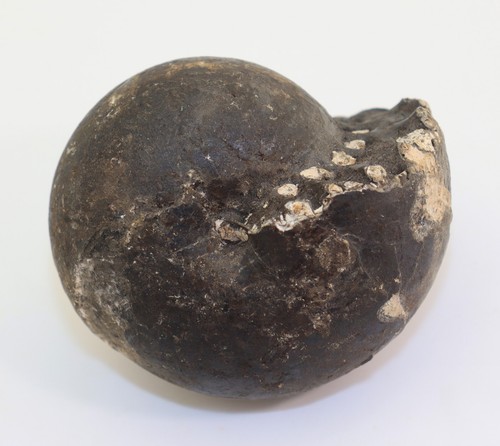 Ammonite arcestes sundaicus - ammonite,,