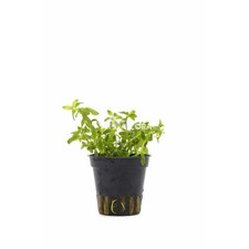 Limnophila sp. Vietnam in