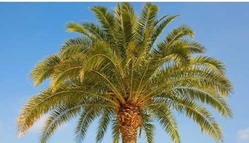Medjool date palm - palm, seeds