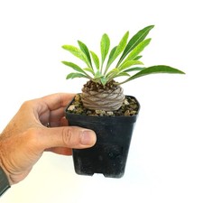 Euphorbia bupleurifolia esemplare maschio - caudex succulento