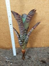 Neoregelia Tiger, radice nuda, bromelia