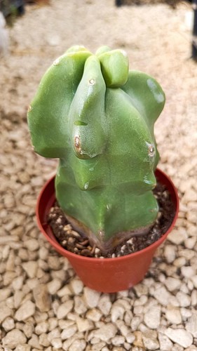 Lophocereus schottii major - lophocereus, v.