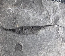 Centriscus heinrichi pesci - -,