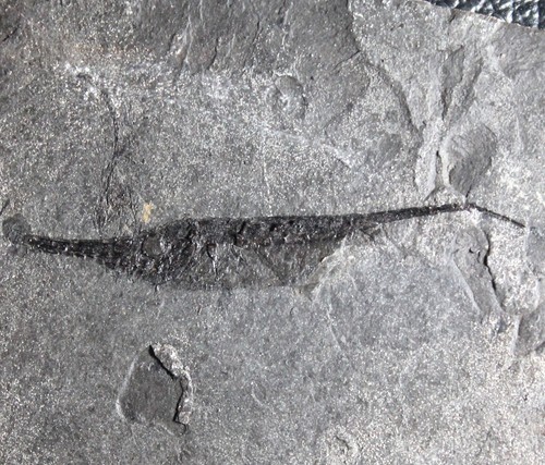 Centriscus heinrichi pesci - centriscus,