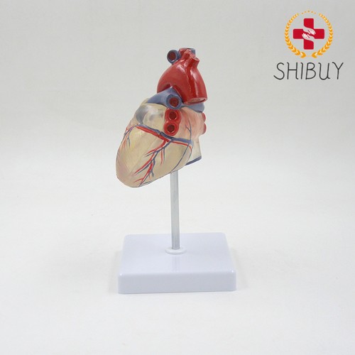 Modello cuore vaso - , sanguigno
