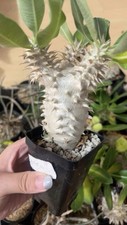 Pianta succulenta Pachypodium