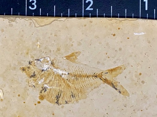 Diplomystus dentatus pesce