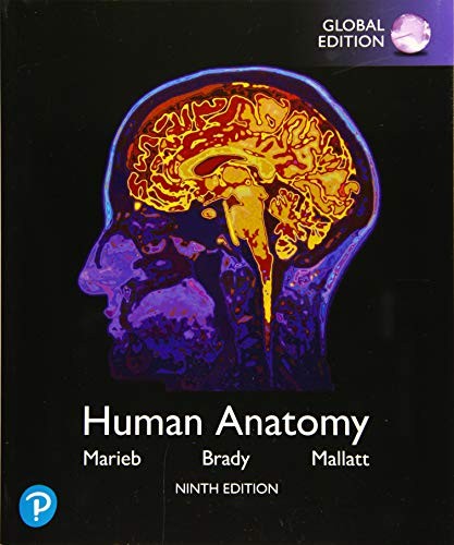 Human anatomy global - human,