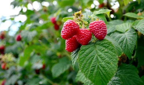 Pianta lampone fragola - pianta, di