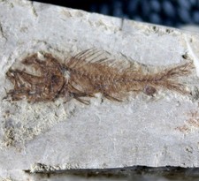 Serranus budensis - Pesci