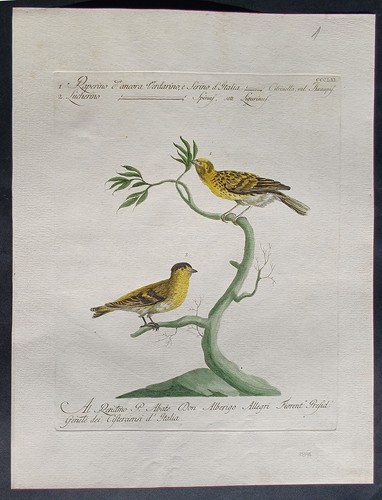 Stampa antica raperino
