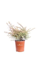 Pianta di Pyracantha Nana