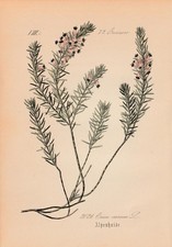 Brughiera delle Nevi (Erica