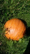 Semi zucca quintale - 20,