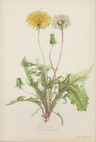 Dente leone taraxacum - leone., (taraxacum
