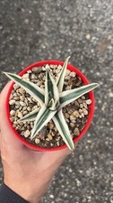 Agave victoriae reginae - victoriae,