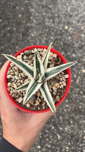 Agave victoriae reginae - agave,