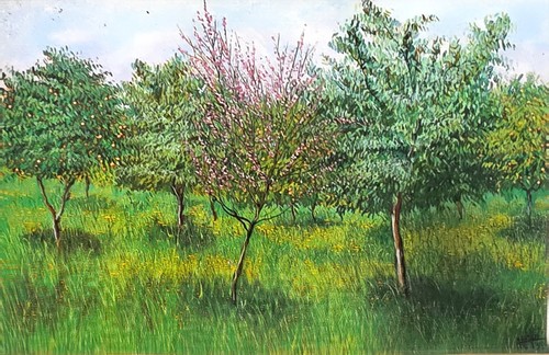 Lotto cartoline franco - 16,