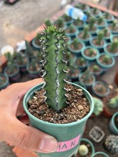 Euphorbia trigona