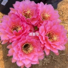 Pianta succulenta di cactus