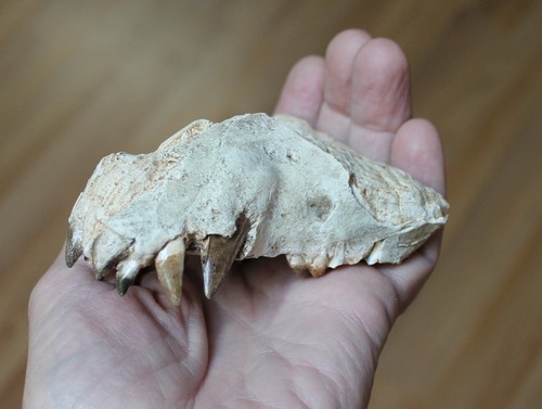 Replica fossile perchoerus - replica,