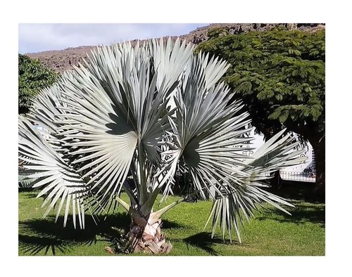 Bismarckia nobilis silver - nobilis,