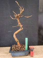 bonsai di gelso h 39 cm visita
