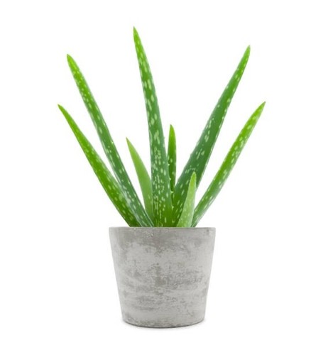 Aloe vera pianta cm - vera, 20