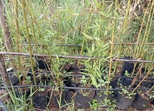 Pianta Bambù Gigante