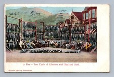 Una cattura di albacore da cinque tonnellate con asta e mulinello 1907